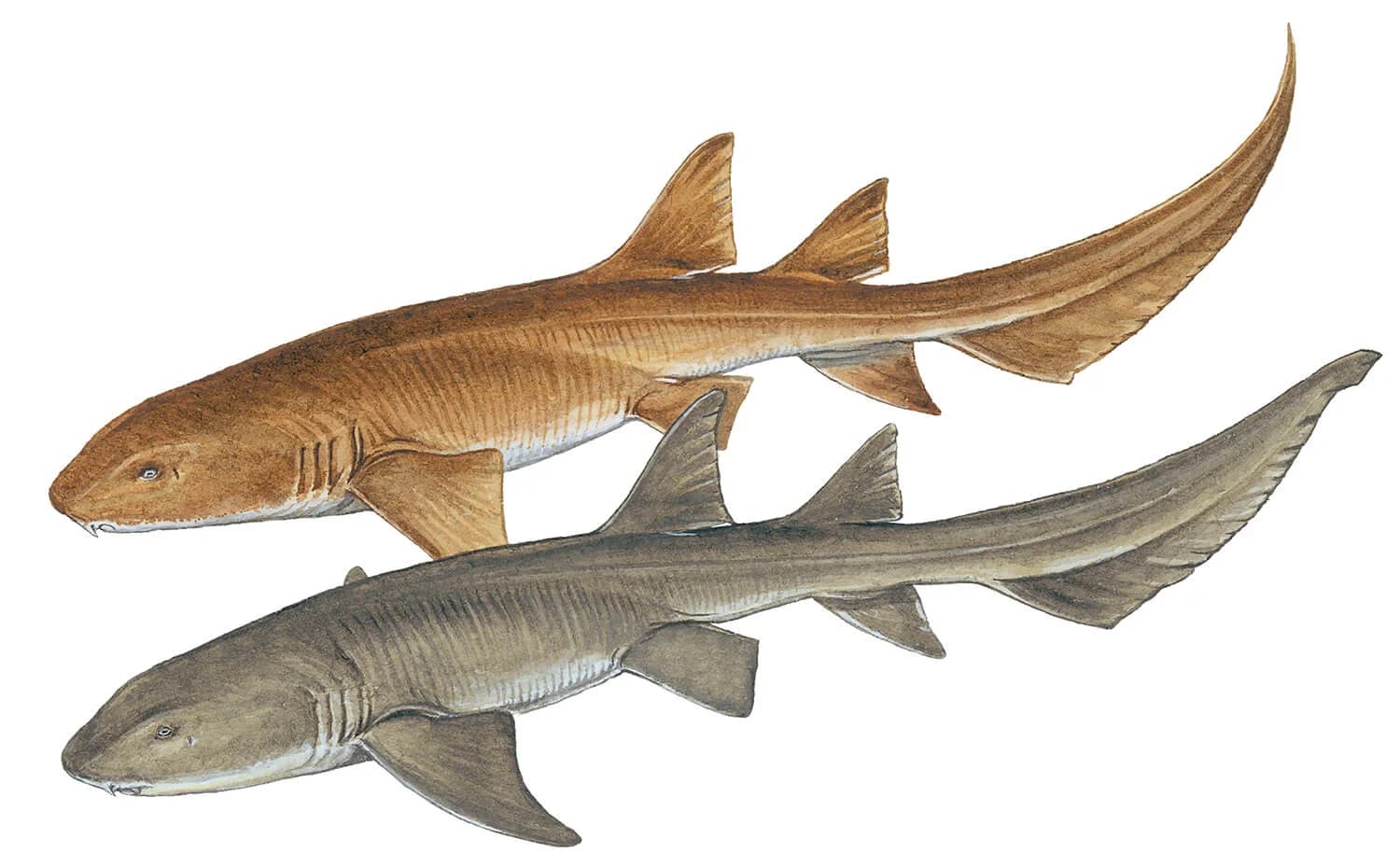 Tawny Nurse Shark illustration