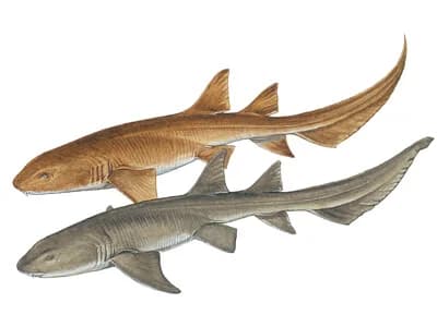 Tawny Nurse Shark