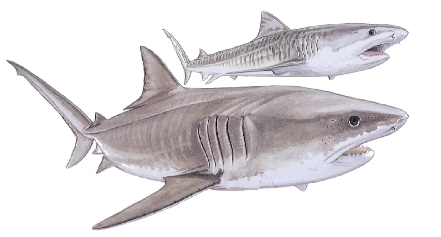 Tiger Shark illustration