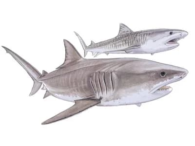 Tiger Shark