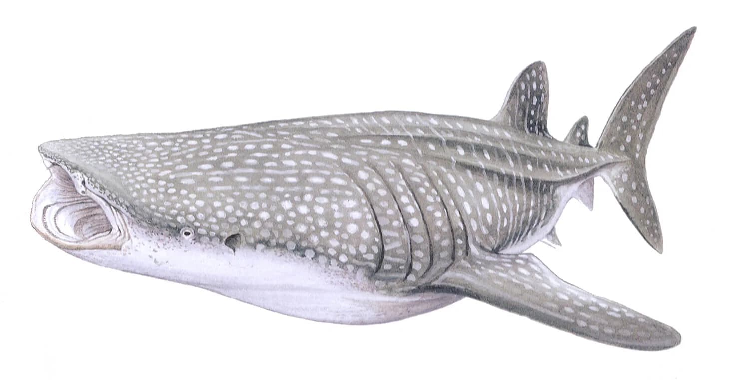Whale Shark illustration