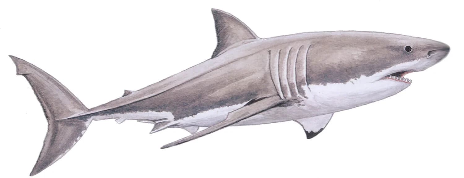 White Shark illustration