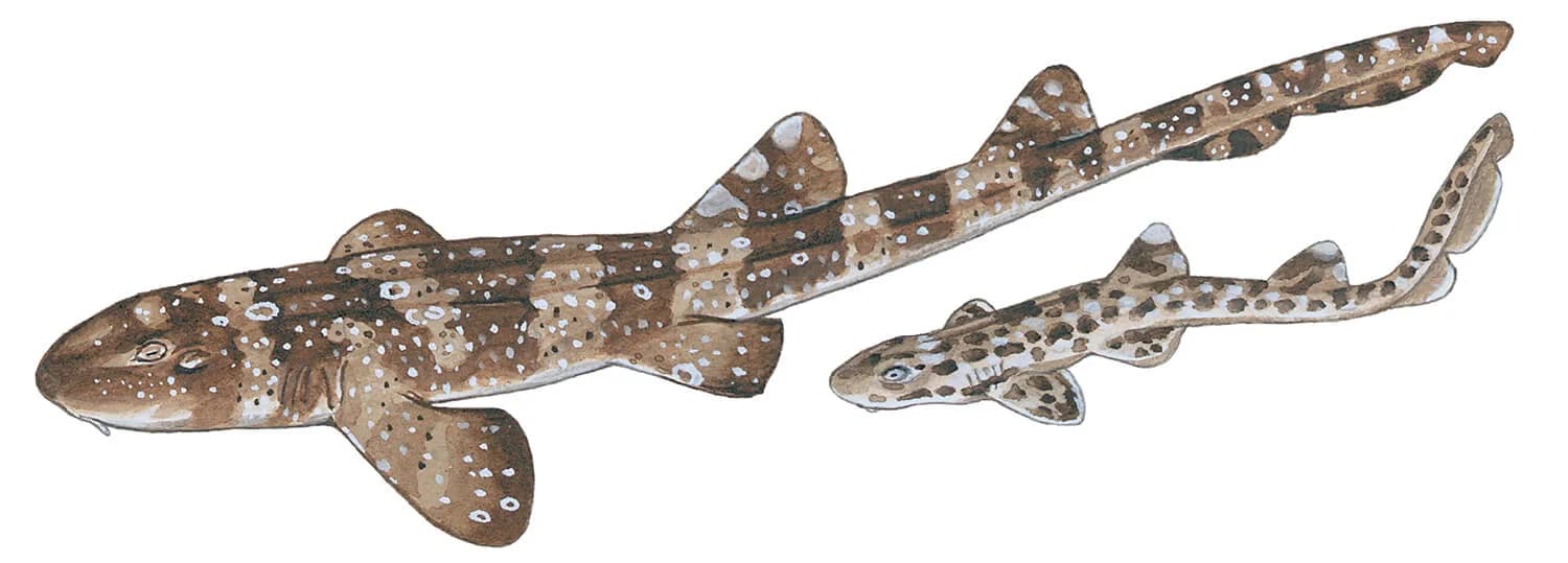 Whitespotted Bamboo Shark illustration