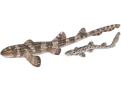 Whitespotted Bamboo Shark