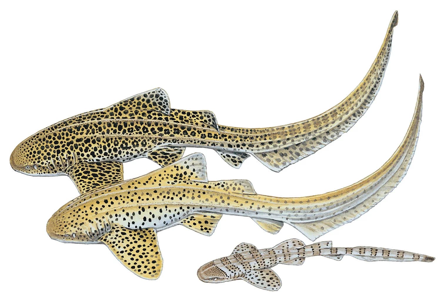 Zebra Shark illustration
