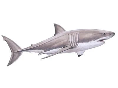 White Shark